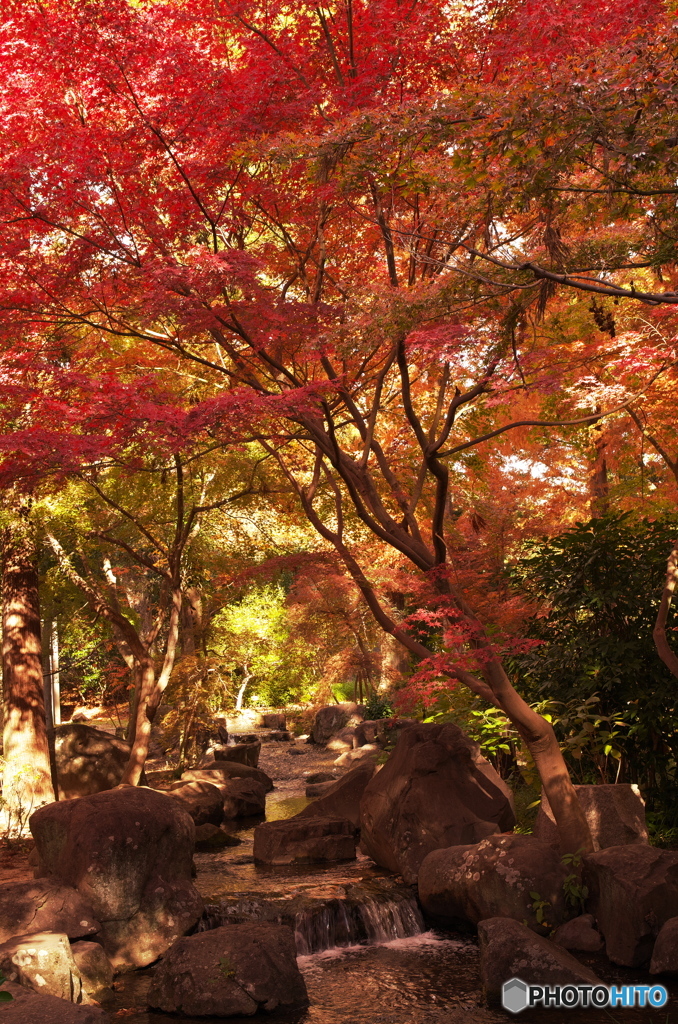 公園の紅葉