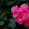 バラの花