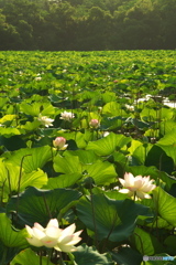 蓮池の朝