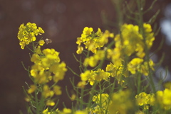 菜の花