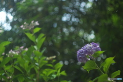 紫陽花6