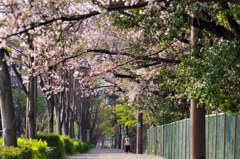 春の道
