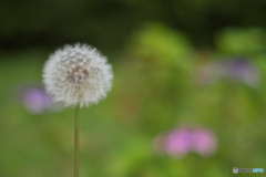 わたぼうし
