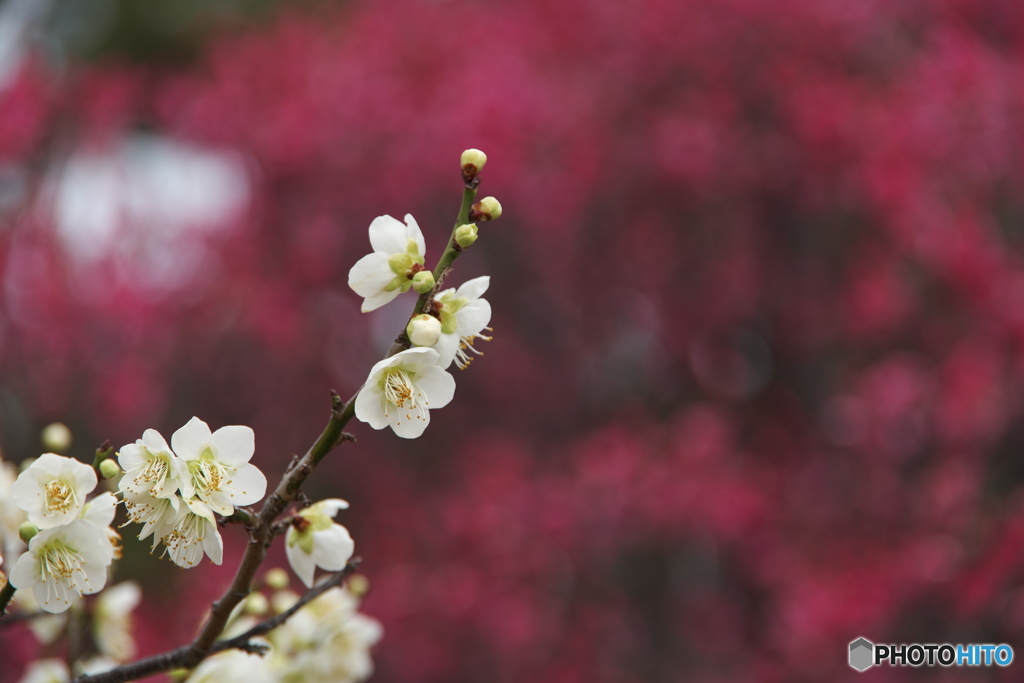 梅の花