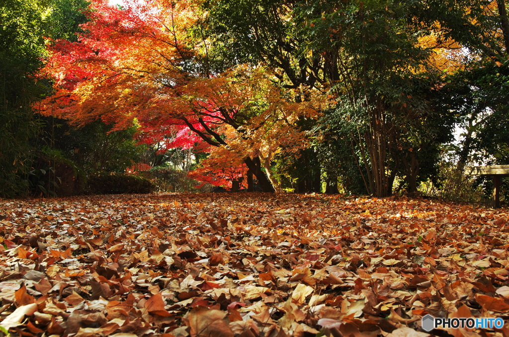 見上げる紅葉