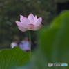 蓮の花1輪