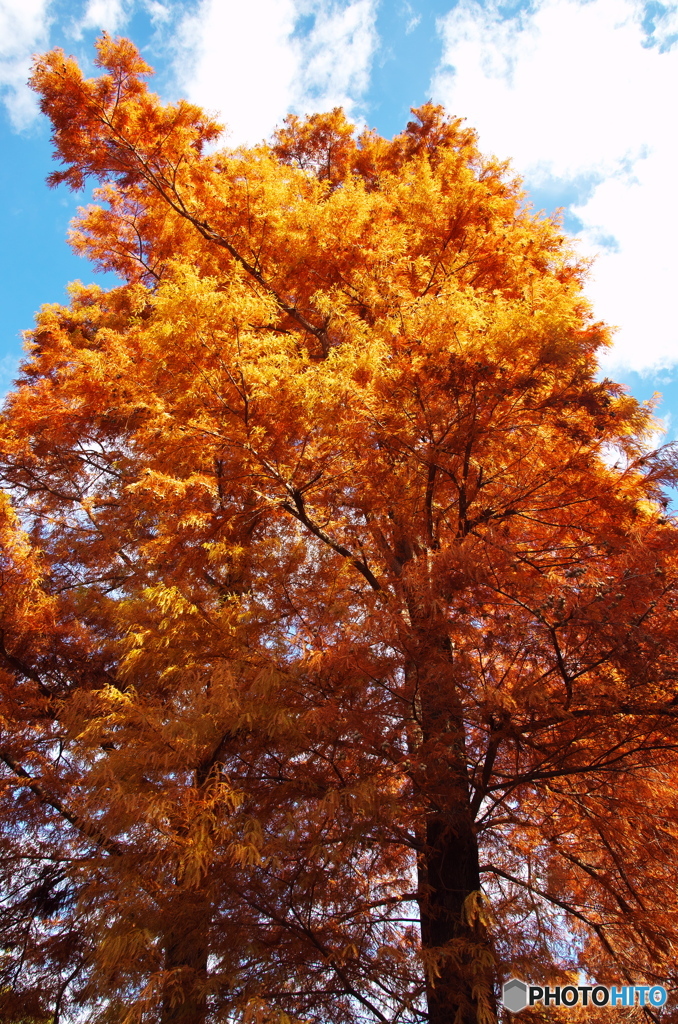 見上げる紅葉