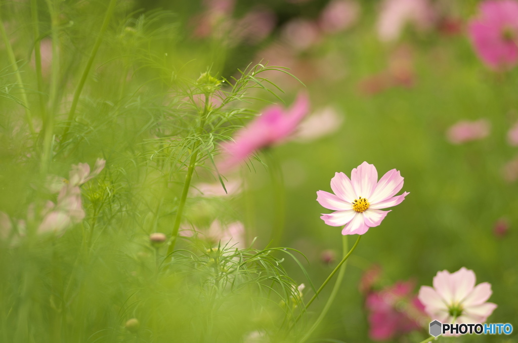 秋桜