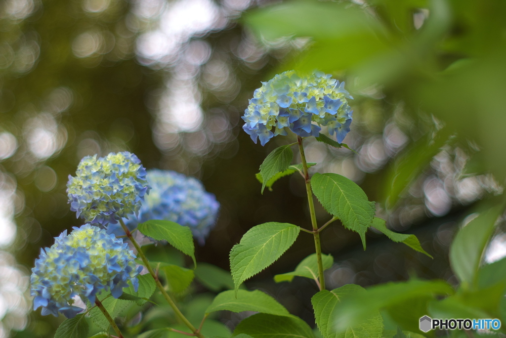 紫陽花5