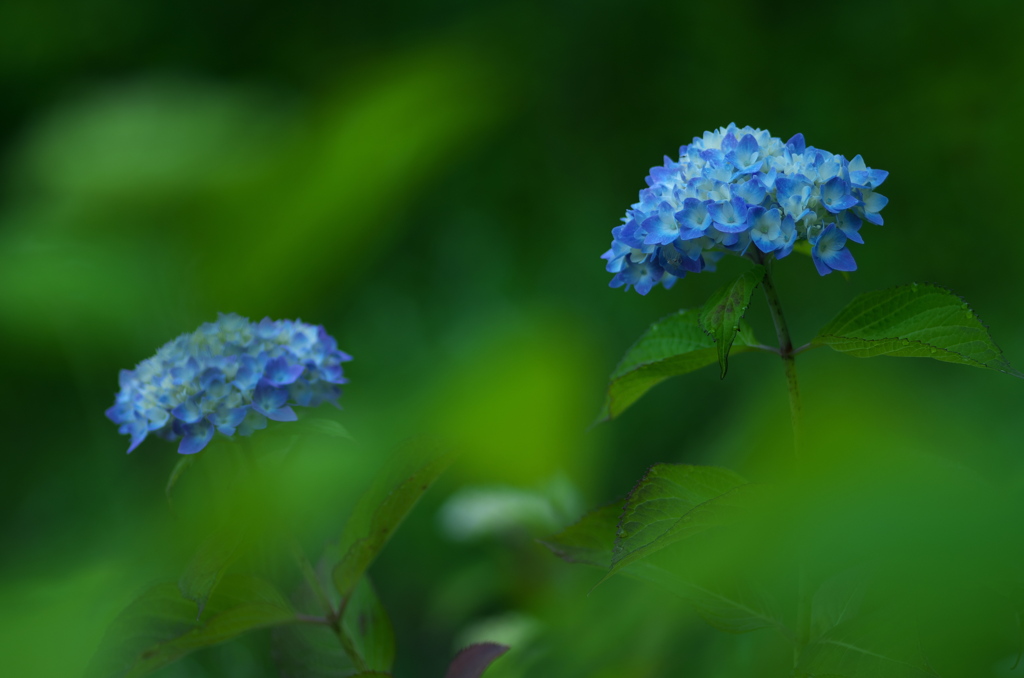 紫陽花3