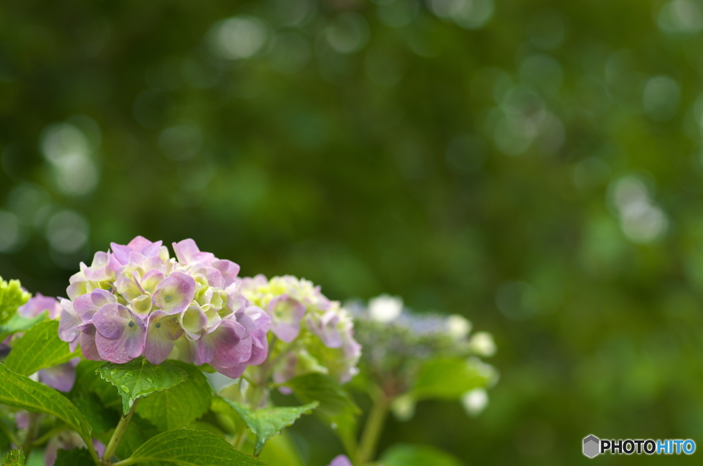 紫陽花9