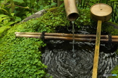 苔むした手水舎