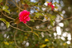公園２