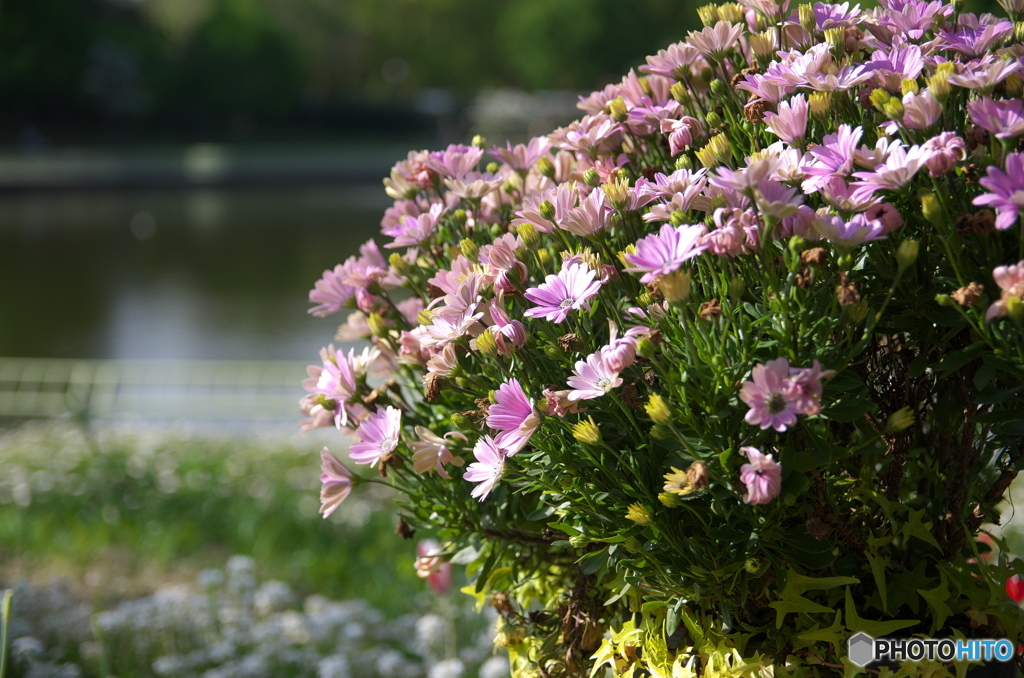 花の季節