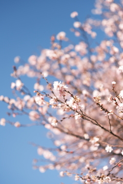 花_001