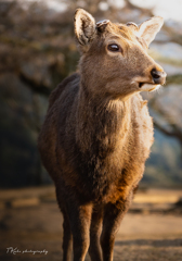 奈良の雄鹿