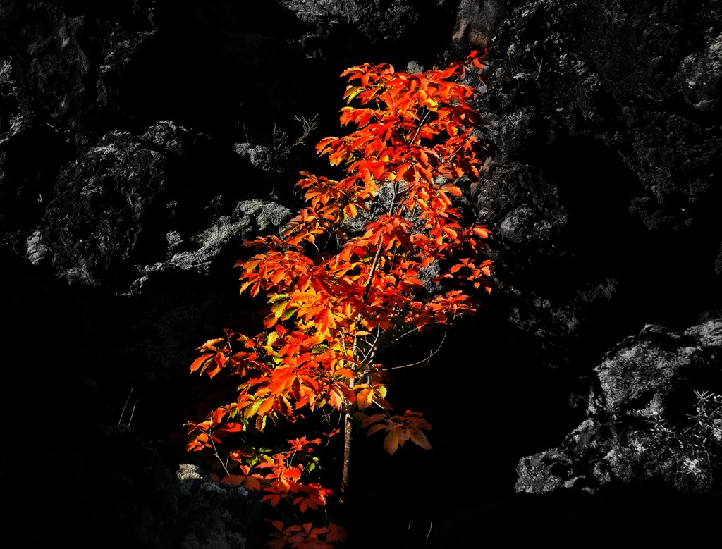 隙間の紅葉