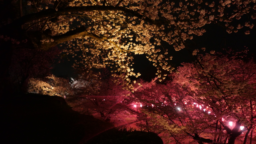 ふたいろ夜桜