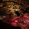 ふたいろ夜桜