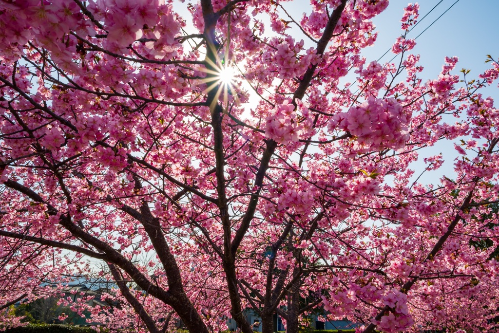 倉敷川の河津桜