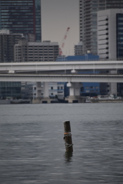 大都市