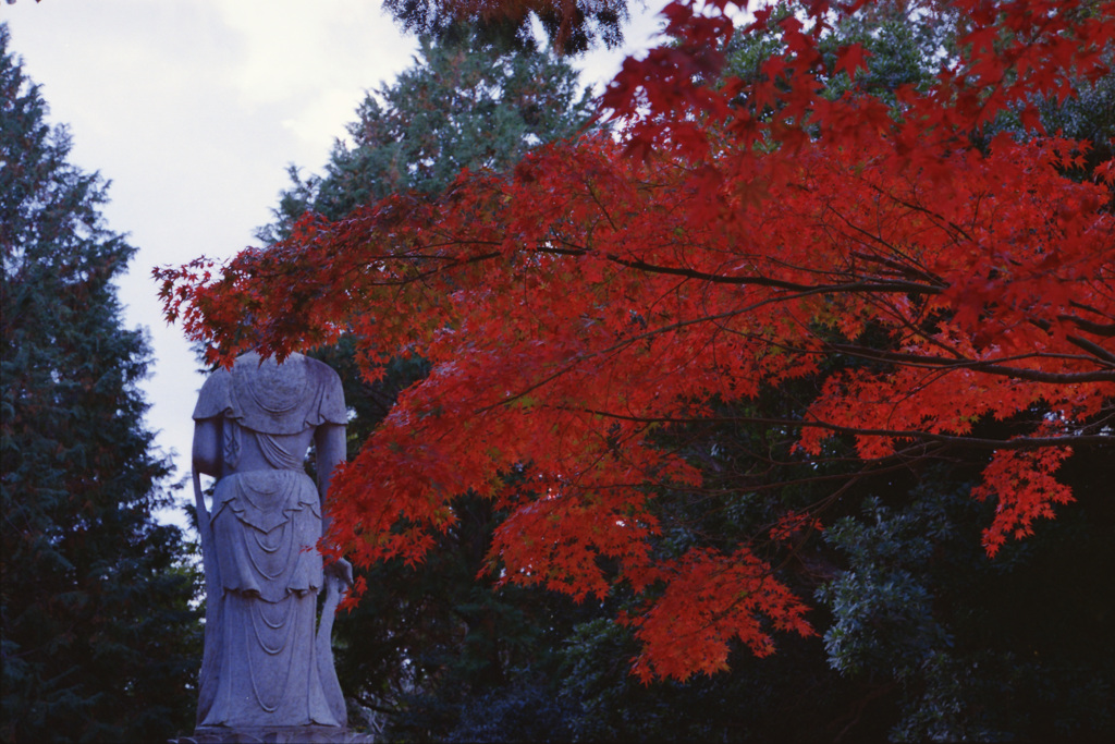 紅葉