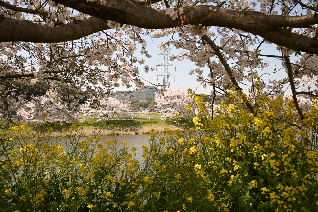 花コラボ