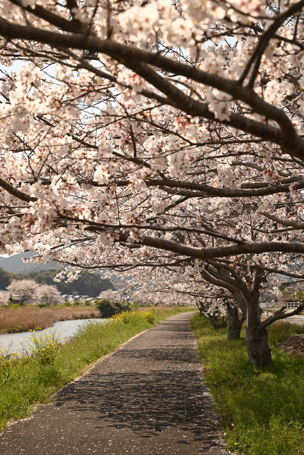 桜咲く