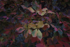 玉響の葉