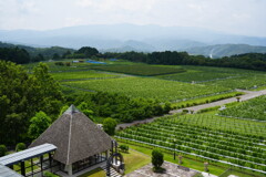 丘の上のワイナリーと葡萄園-2