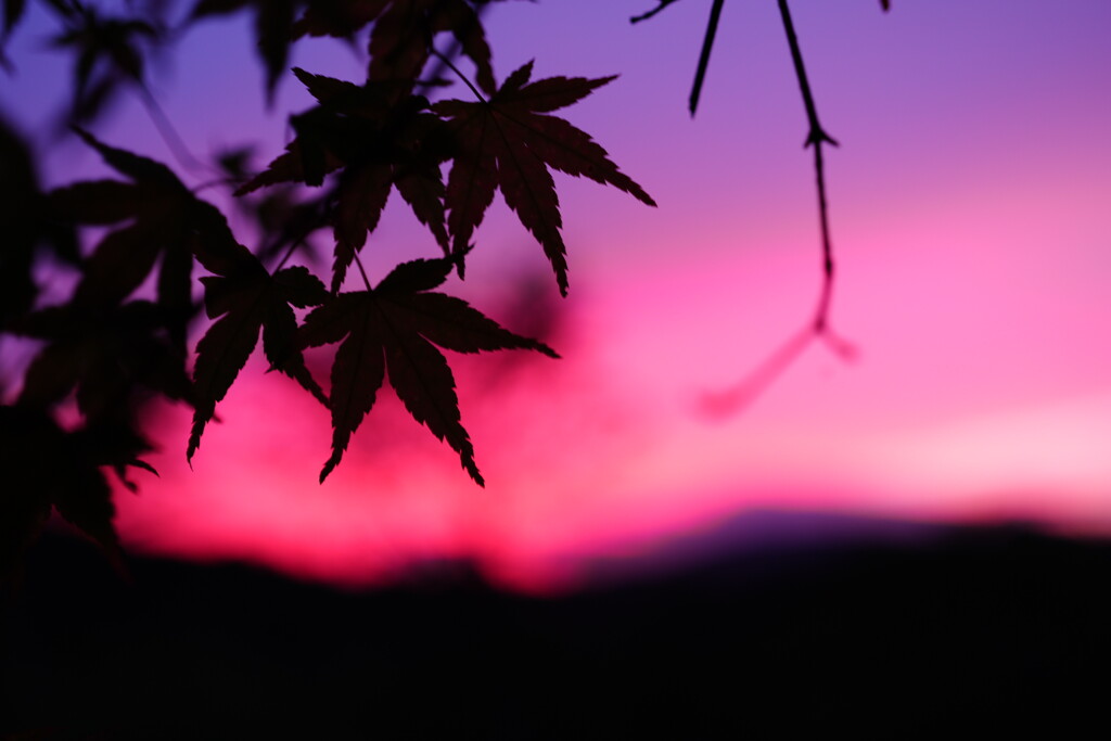 初夏の夕暮れと青紅葉