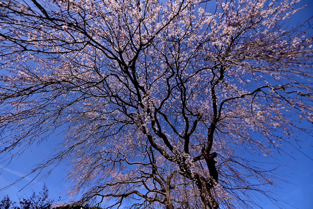 垂れ桜