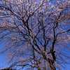 垂れ桜