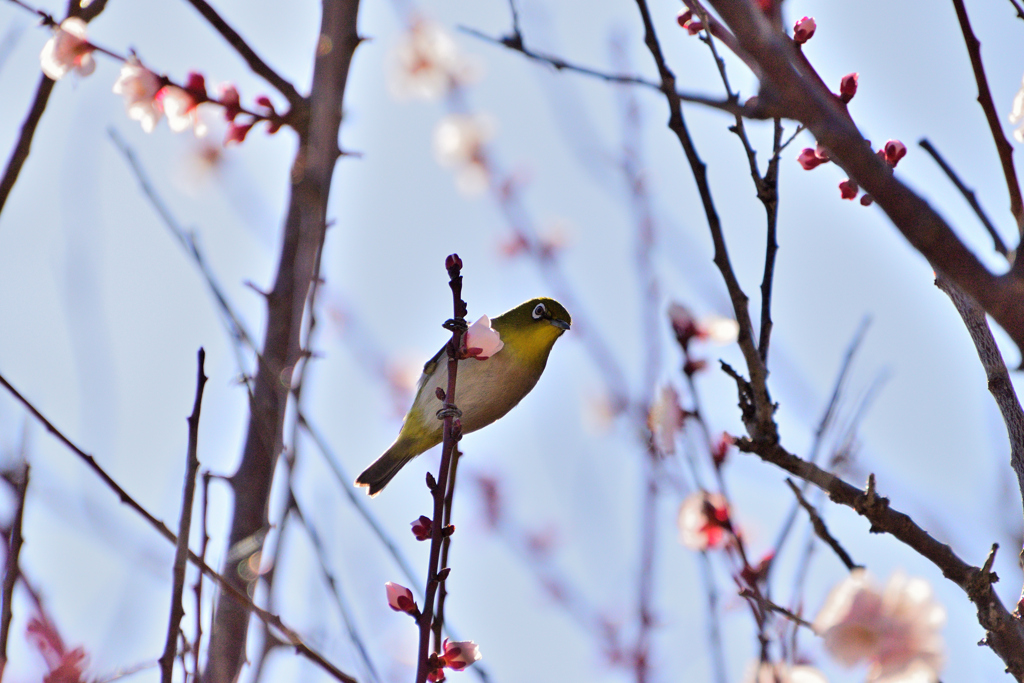 初の野鳥撮影２