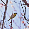 初の野鳥撮影２