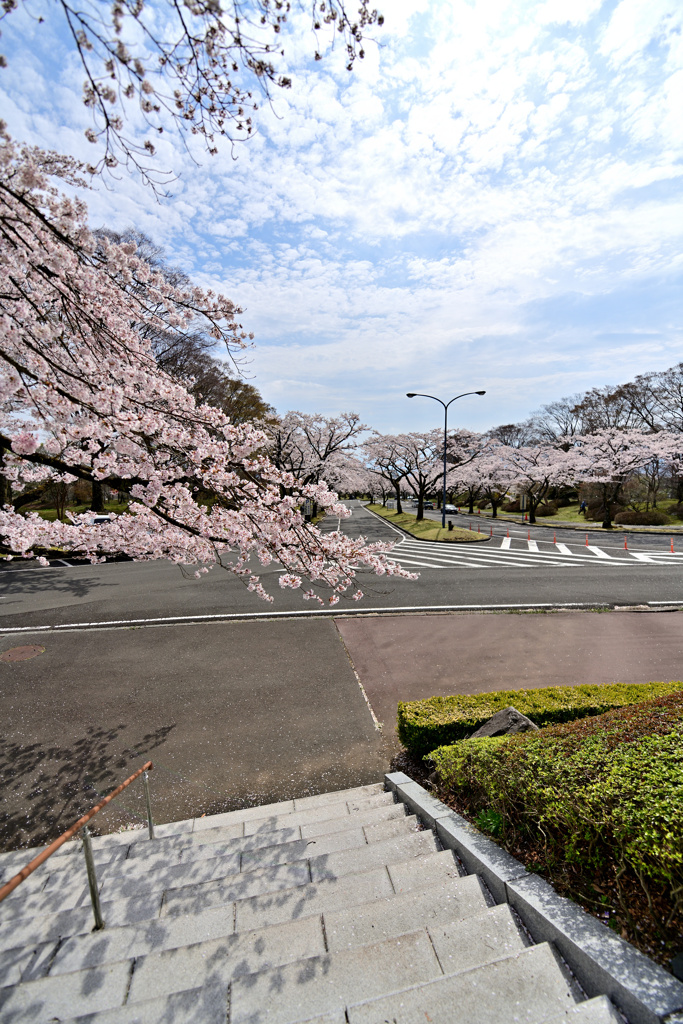 公園墓地にて