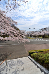 公園墓地にて