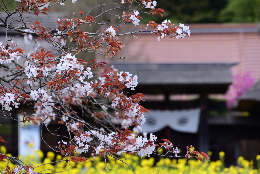 山桜