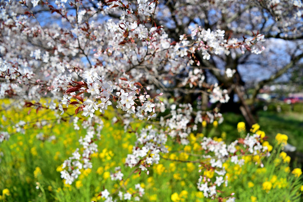 山桜と菜の花