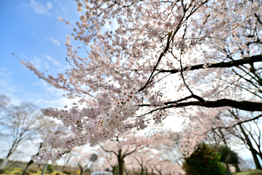 墓地公園にて