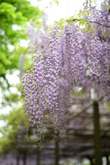 藤の花