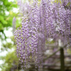 藤の花