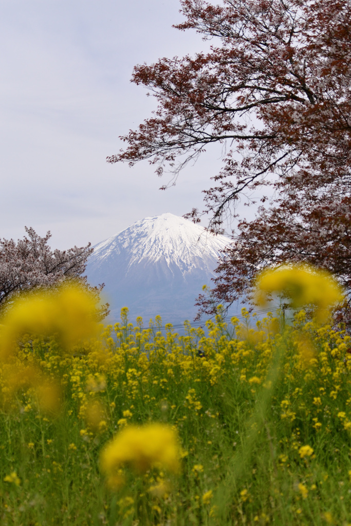 富士山と花