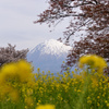 富士山と花