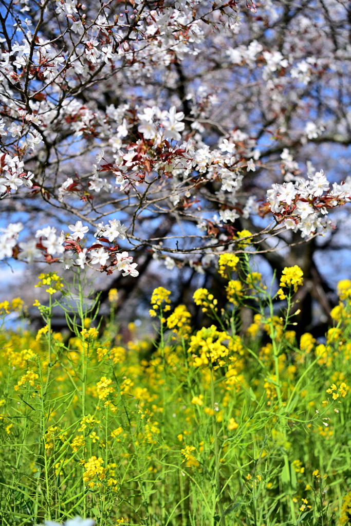 山桜と菜の花