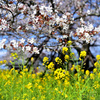 山桜と菜の花