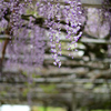 藤の花