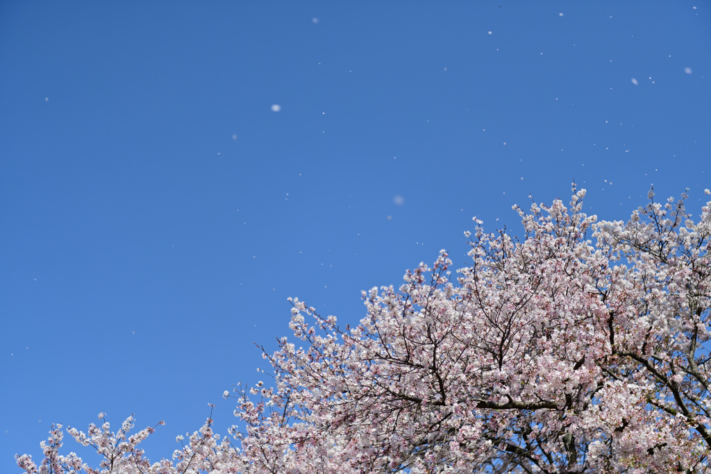 桜