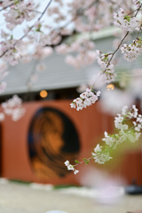 桜と看板娘（公園にて）