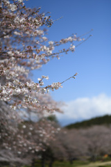 公園にて